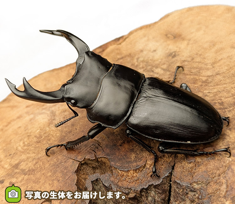 国産オオクワガタ　山形県小国町産　販売　通販　専門店　購入
