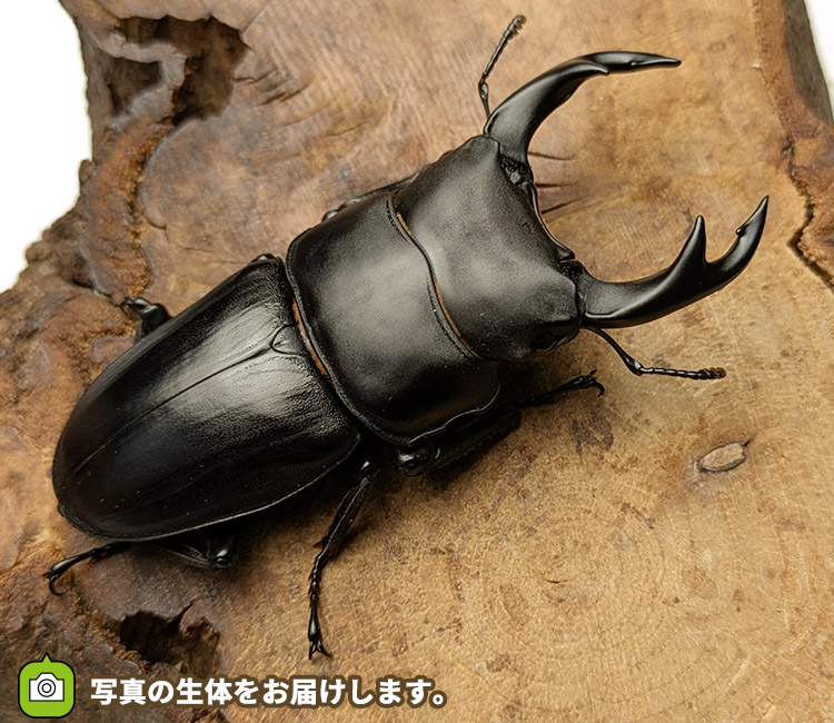 国産オオクワガタ　山形県小国町産　販売　通販　専門店　購入