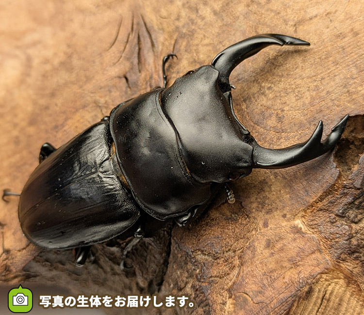 国産オオクワガタ　山形県小国町産　販売　通販　専門店　購入