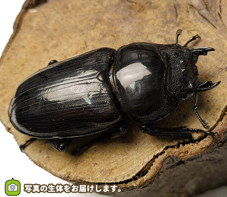 国産オオクワガタ　メス単品　販売　通販　専門店　購入