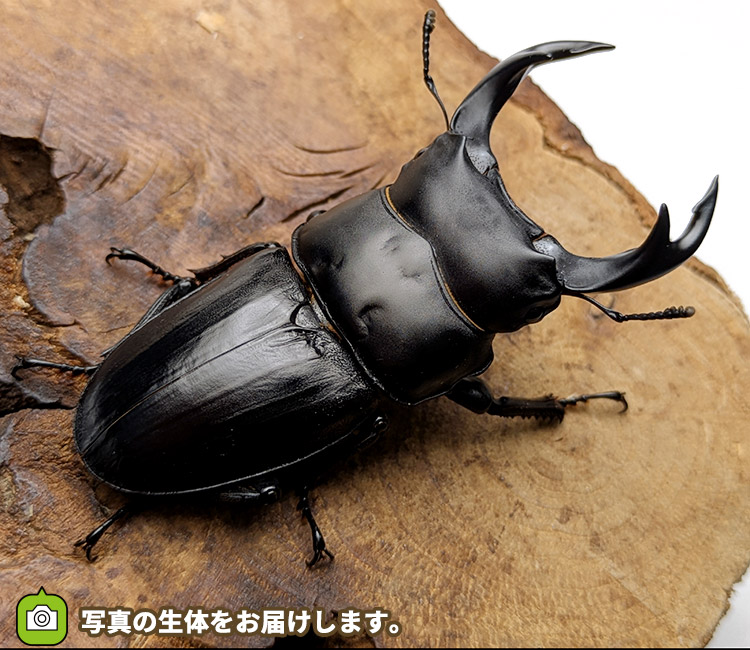 国産オオクワガタ　岩手県奥州市産　販売　通販　専門店　購入