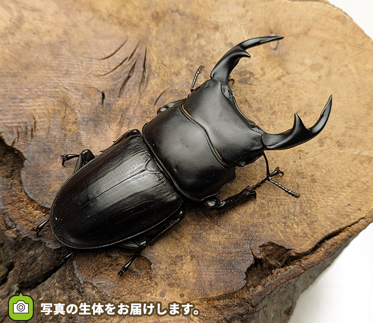 国産オオクワガタ　秋田県仙北市産　販売　通販　専門店　購入