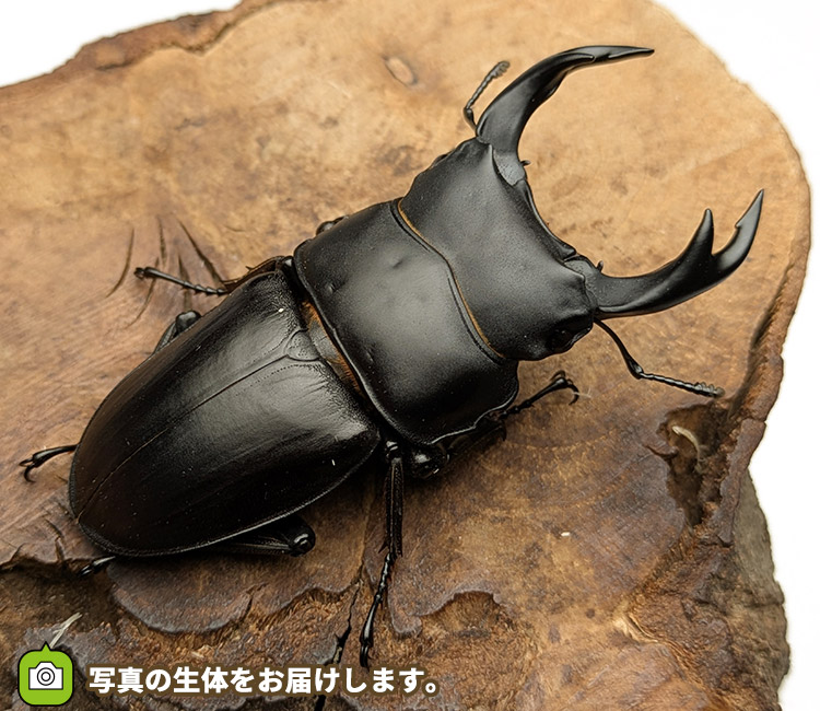 国産オオクワガタ　秋田県仙北市産　販売　通販　専門店　購入