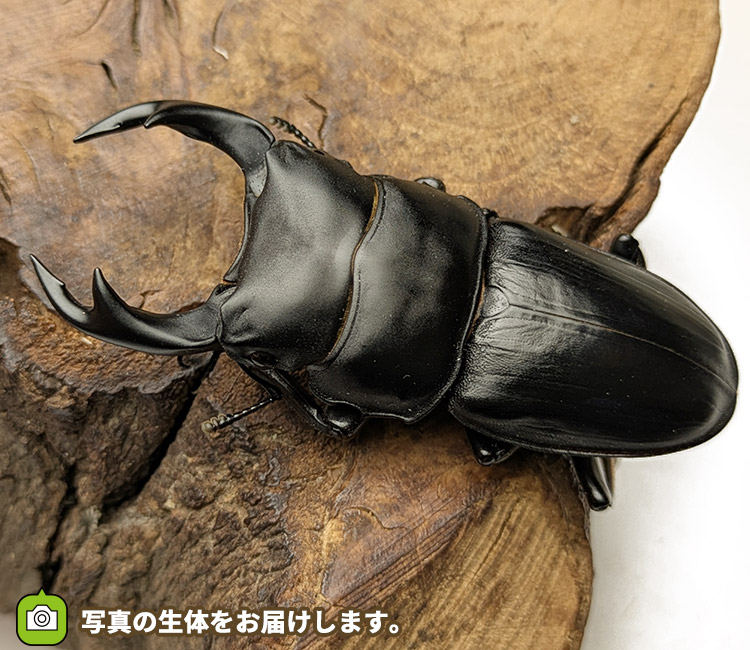 国産オオクワガタ　秋田県仙北市産　販売　通販　専門店　購入