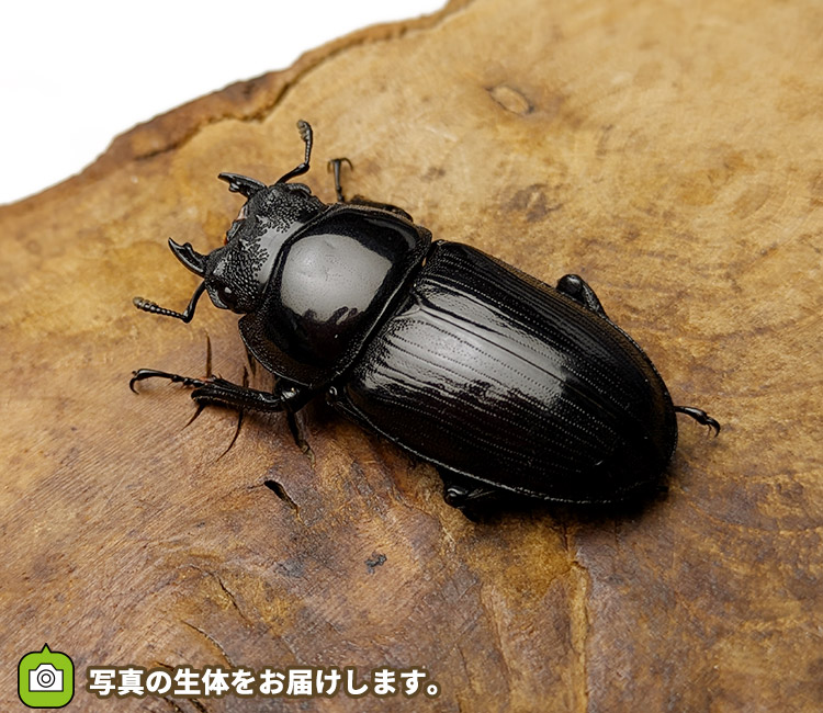 国産オオクワガタ　メス単品　販売　通販　専門店　購入
