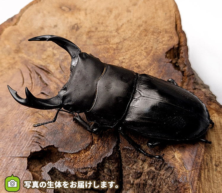 国産オオクワガタ　新潟県東蒲原郡産　販売　通販　専門店　購入