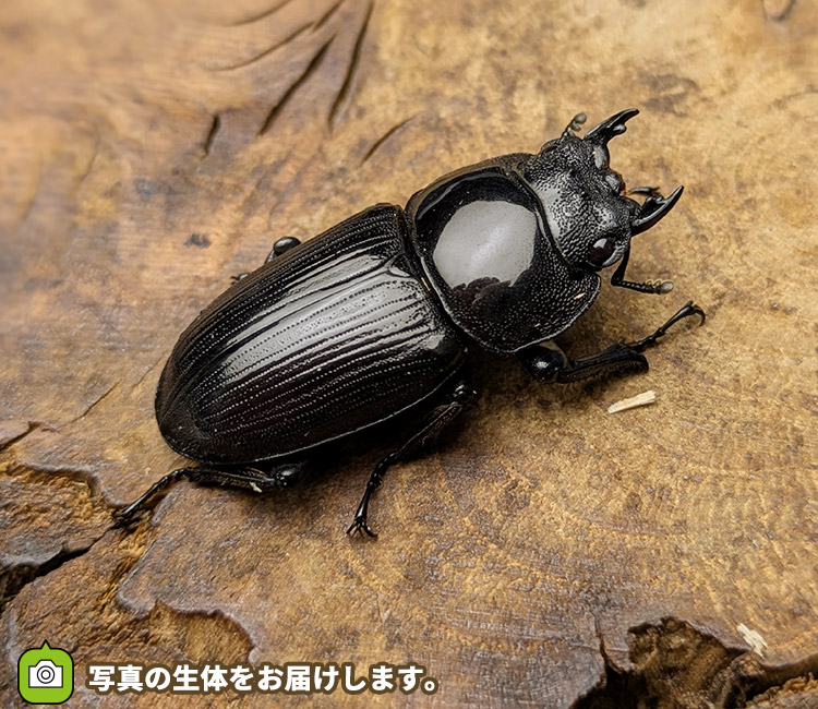 国産オオクワガタ　メス単品　販売　通販　専門店　購入