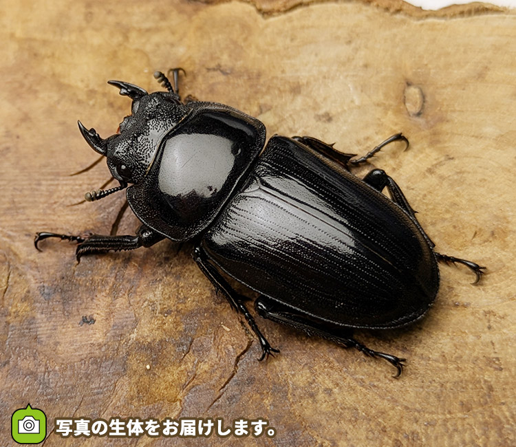 国産オオクワガタ　メス単品　販売　通販　専門店　購入