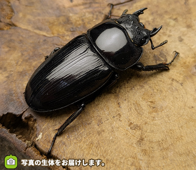 国産オオクワガタ　メス単品　販売　通販　専門店　購入