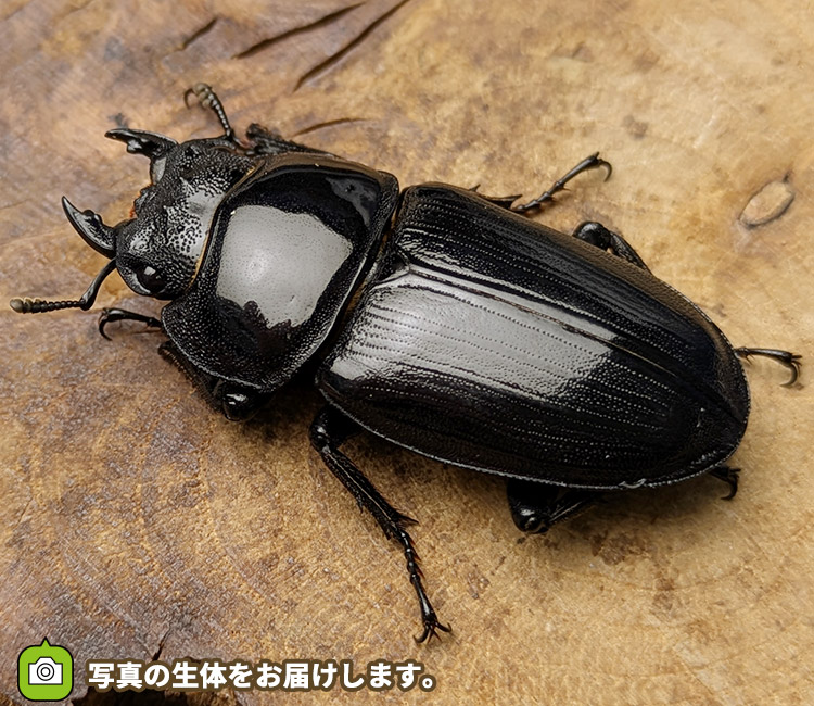 国産オオクワガタ　メス単品　販売　通販　専門店　購入