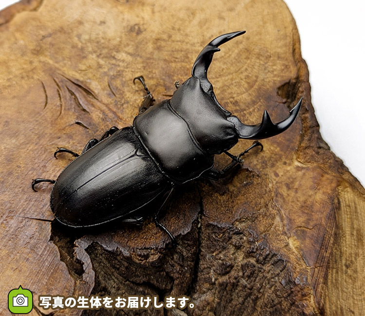 国産オオクワガタ　山形県飯豊町産　販売　通販　専門店　購入