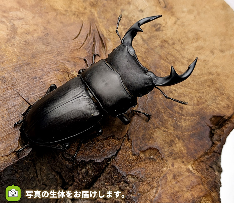 国産オオクワガタ　山形県飯豊町産　販売　通販　専門店　購入