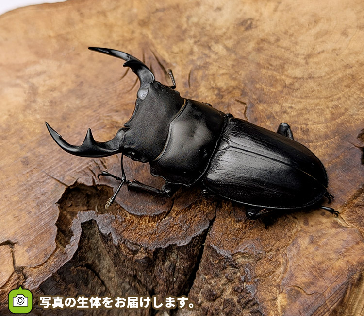 国産オオクワガタ　山形県飯豊町産　販売　通販　専門店　購入