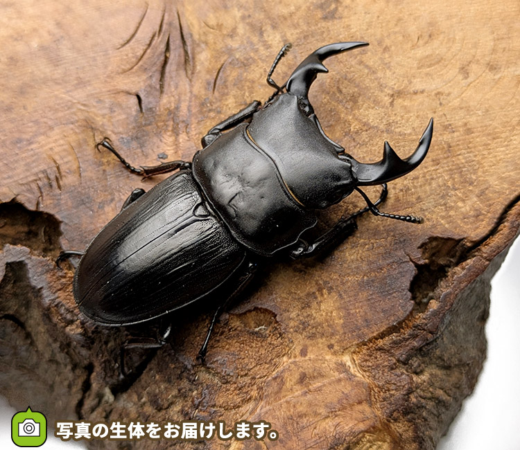 国産オオクワガタ　山形県飯豊町産　販売　通販　専門店　購入