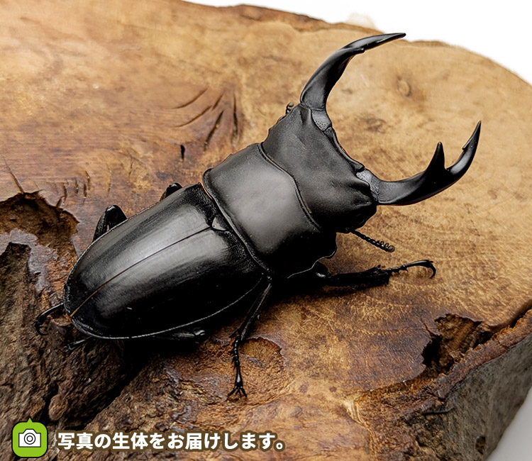 国産オオクワガタ　山形県飯豊町産　販売　通販　専門店　購入