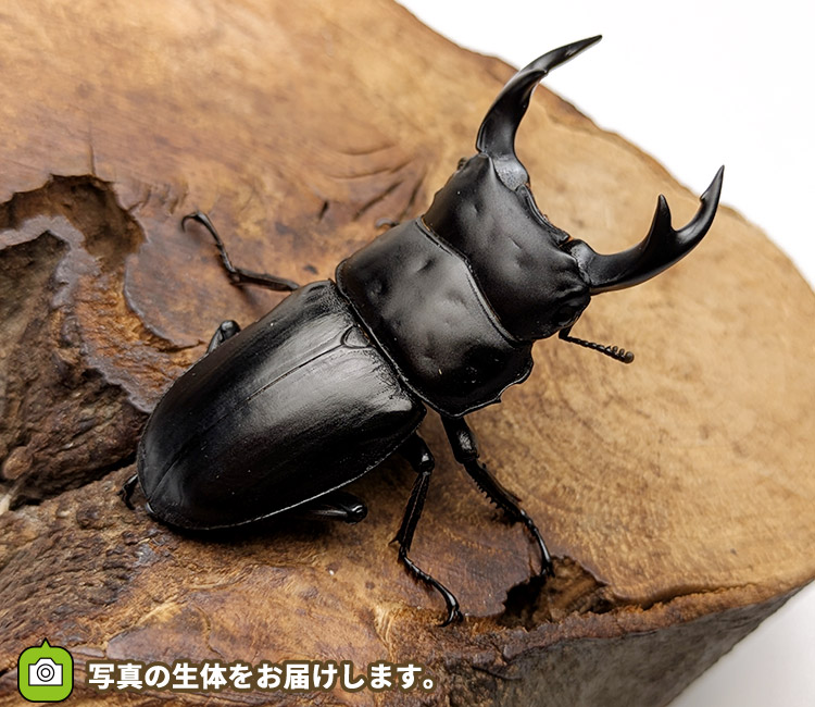 国産オオクワガタ　山形県飯豊町産　販売　通販　専門店　購入
