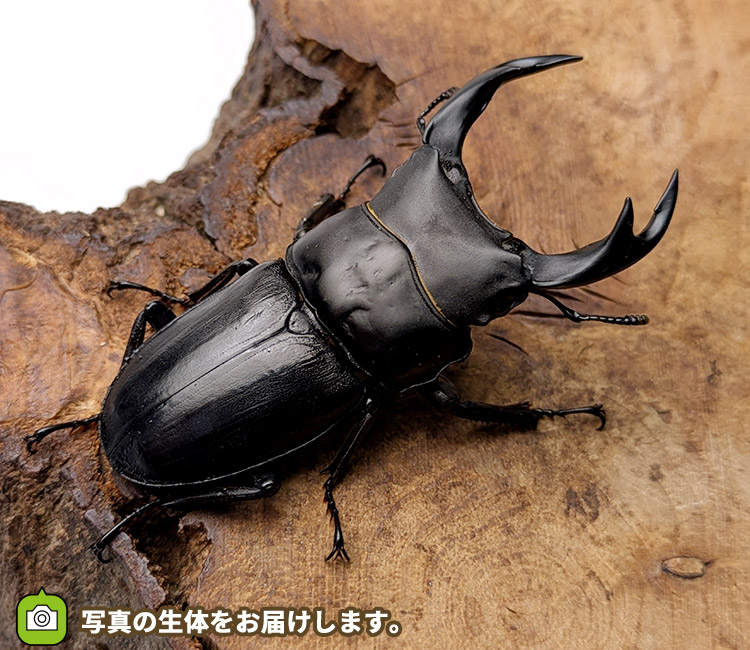 国産オオクワガタ　山形県飯豊町産　販売　通販　専門店　購入