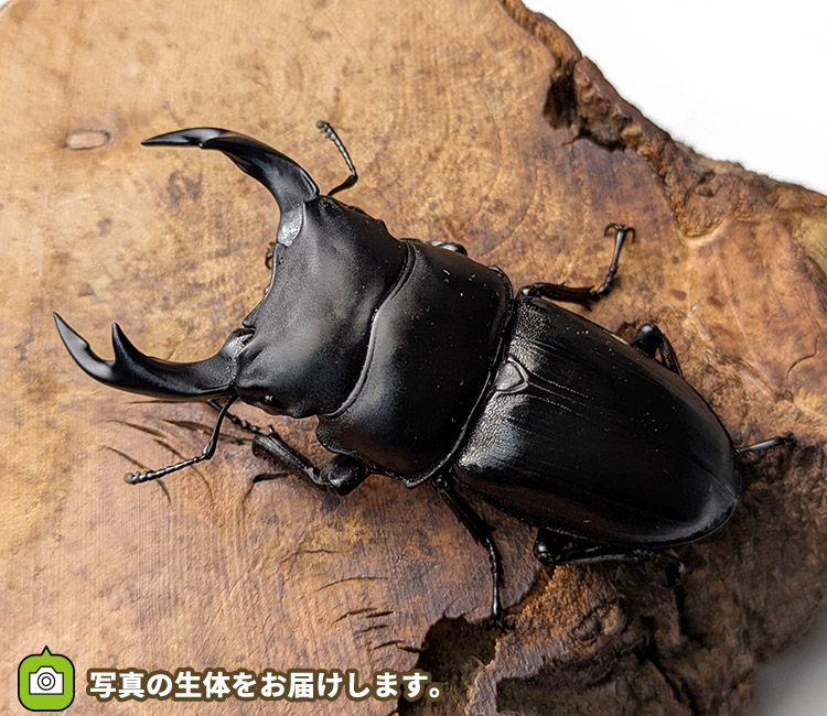 国産オオクワガタ　山形県飯豊町産　販売　通販　専門店　購入