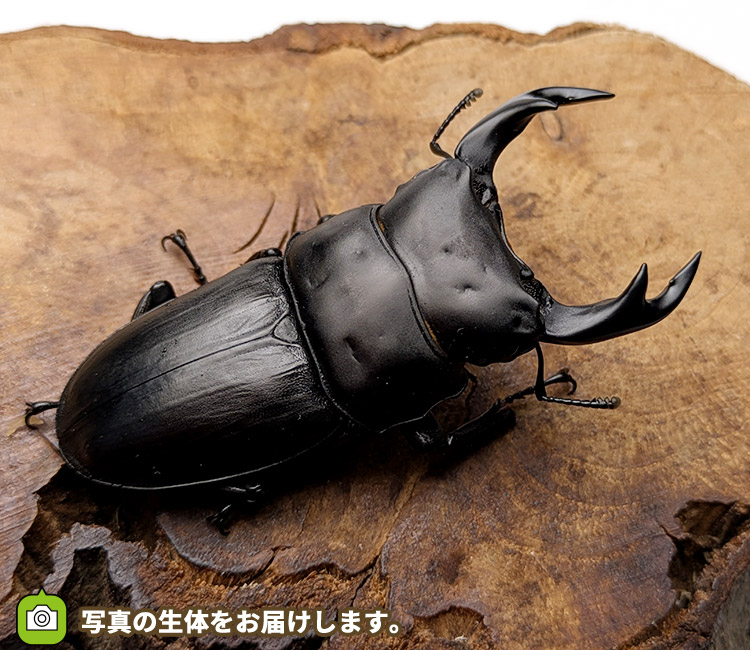 国産オオクワガタ　山形県飯豊町産　販売　通販　専門店　購入