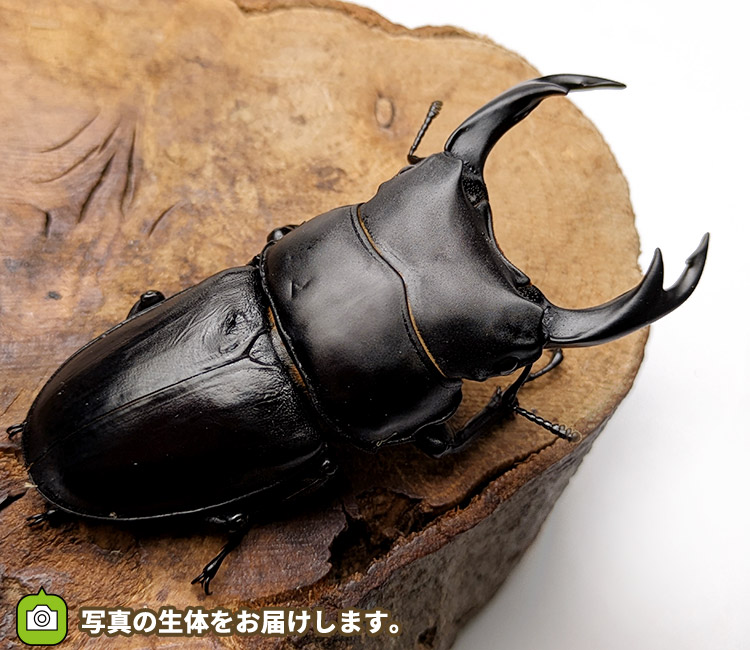 国産オオクワガタ　山形県飯豊町産　販売　通販　専門店　購入
