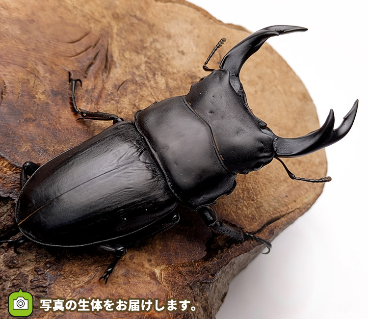 国産オオクワガタ　山形県飯豊町産　販売　通販　専門店　購入