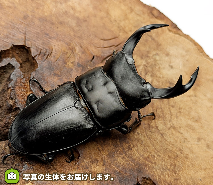 国産オオクワガタ　福島県伊南村産　販売　通販　専門店　購入