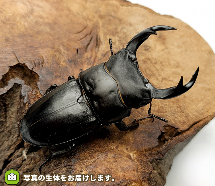 国産オオクワガタ　福島県伊南村産　販売　通販　専門店　購入