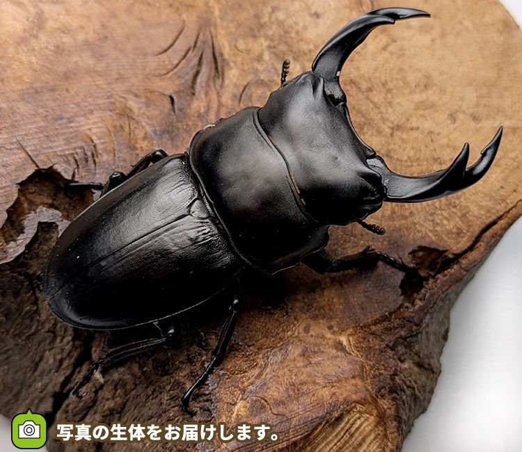 国産オオクワガタ　福島県伊南村産　販売　通販　専門店　購入