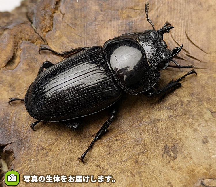 国産オオクワガタ　メス単品　販売　通販　専門店　購入