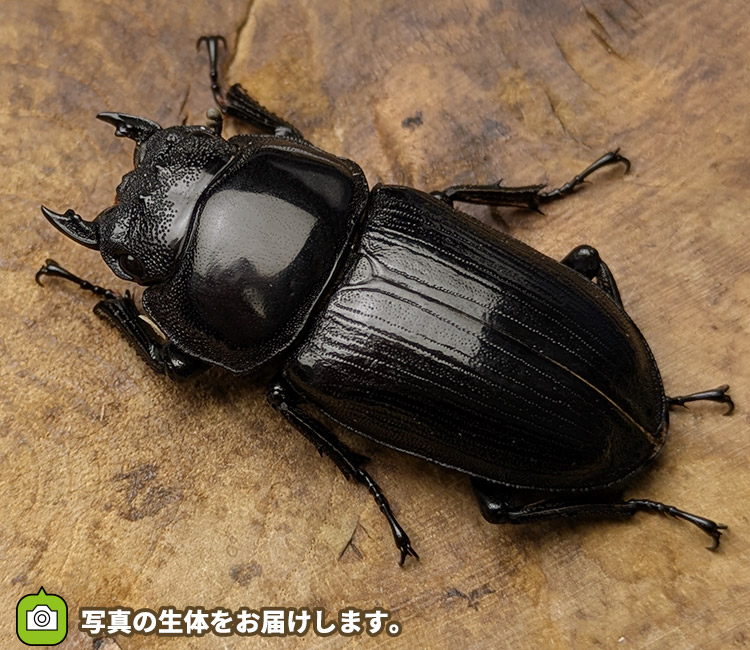 国産オオクワガタ　メス単品　販売　通販　専門店　購入