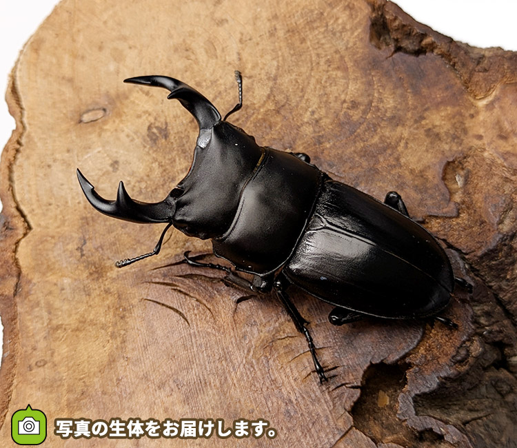 国産オオクワガタ　山形県小国町産　販売　通販　専門店　購入