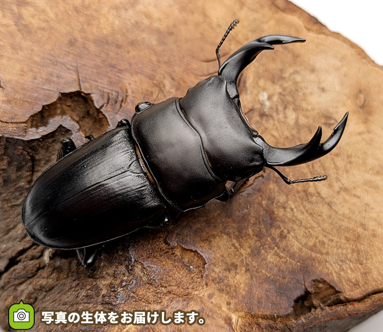 国産オオクワガタ　山形県小国町産　販売　通販　専門店　購入