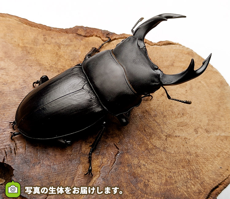 国産オオクワガタ　山形県小国町産　販売　通販　専門店　購入