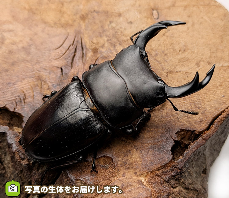 国産オオクワガタ　山形県小国町産　販売　通販　専門店　購入