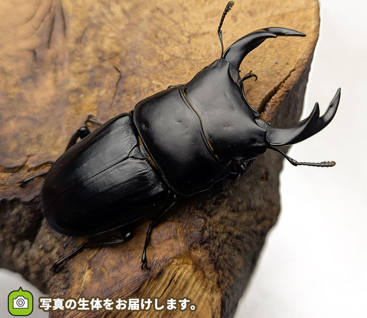 国産オオクワガタ　新潟県十日町市産　販売　通販　専門店　購入