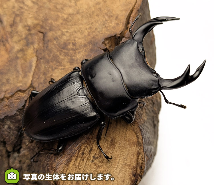 国産オオクワガタ　新潟県十日町市産　販売　通販　専門店　購入