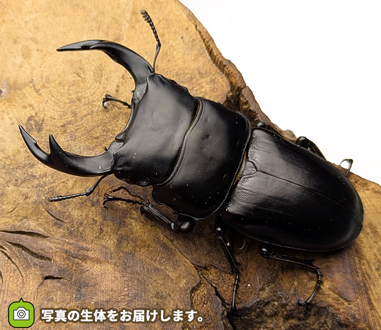 国産オオクワガタ　新潟県十日町市産　販売　通販　専門店　購入