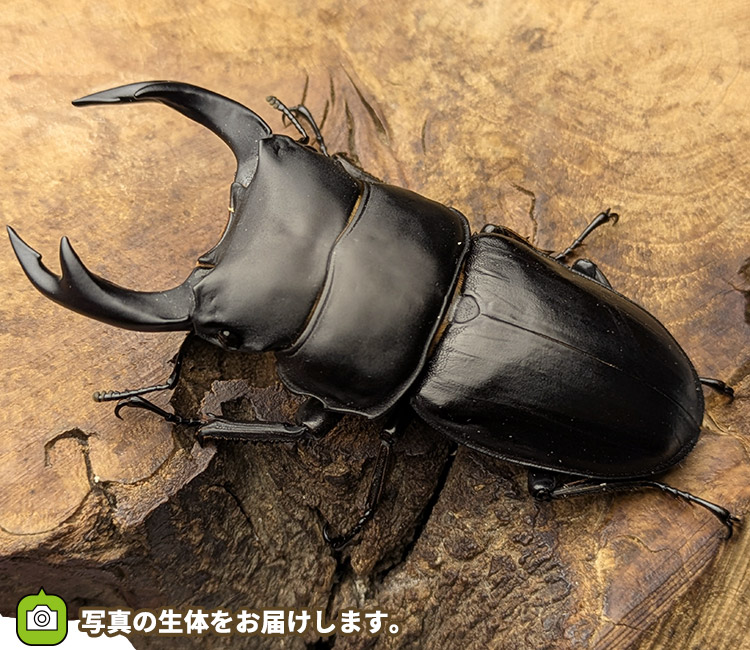 国産オオクワガタ　新潟県十日町市産　販売　通販　専門店　購入