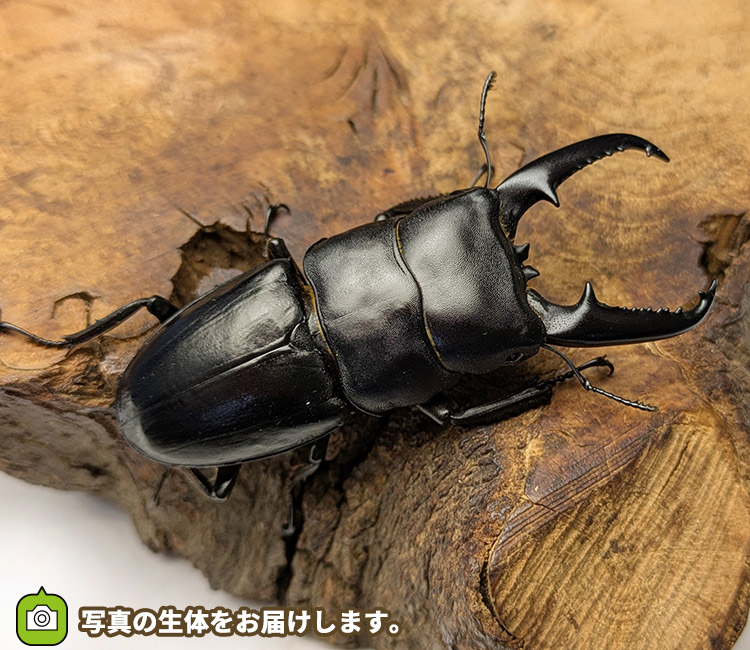 ツシマヒラタクワガタ　対馬　販売　通販　専門店　購入