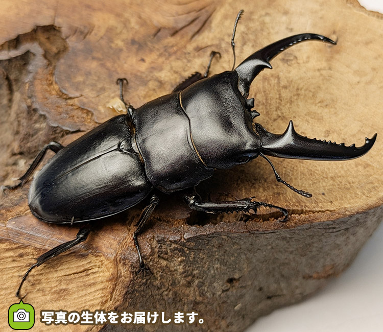 ツシマヒラタクワガタ　対馬　販売　通販　専門店　購入