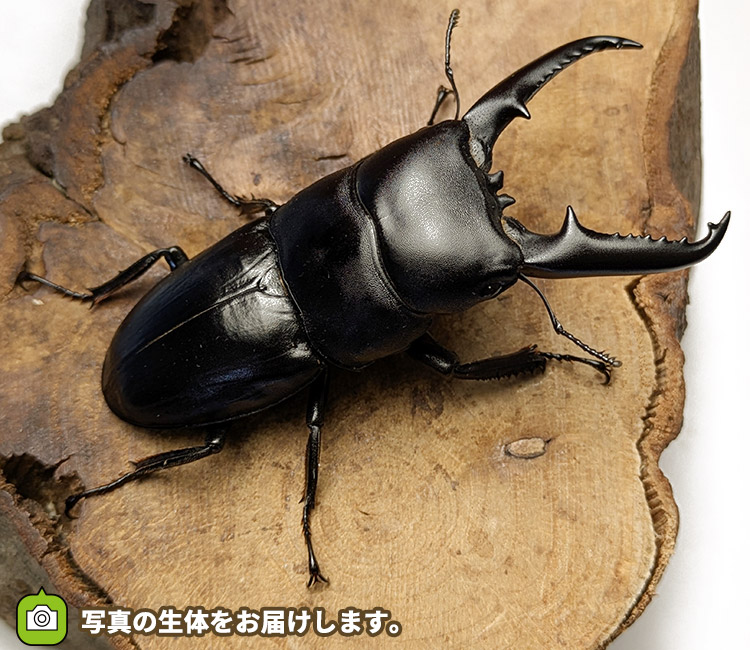 ツシマヒラタクワガタ　対馬　販売　通販　専門店　購入