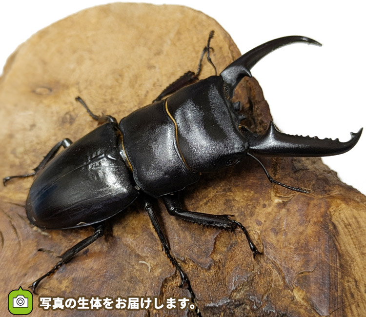 ツシマヒラタクワガタ　対馬　販売　通販　専門店　購入