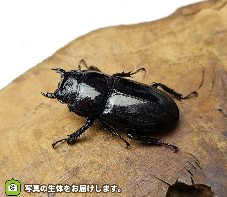 ツシマヒラタクワガタ　対馬　販売　通販　専門店　購入