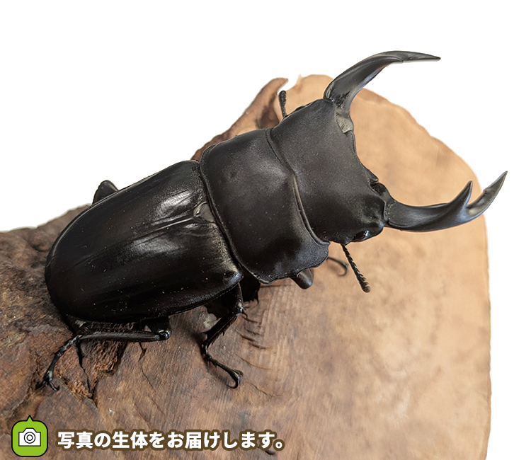 国産オオクワガタ　長野県産　販売　通販　専門店　購入