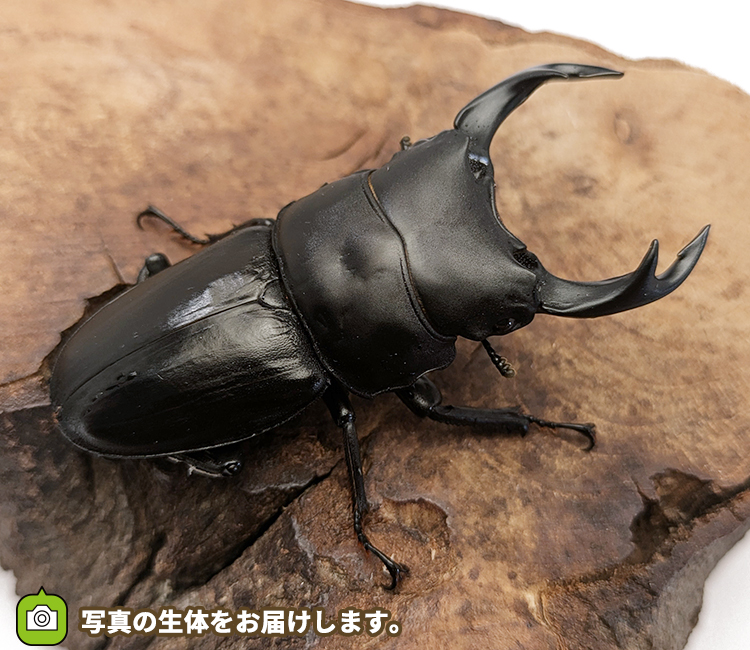 国産オオクワガタ　長野県産　販売　通販　専門店　購入