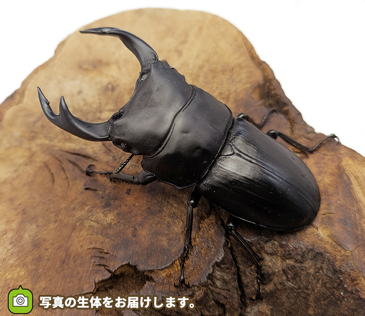 国産オオクワガタ　福島県伊南村産　販売　通販　専門店　購入