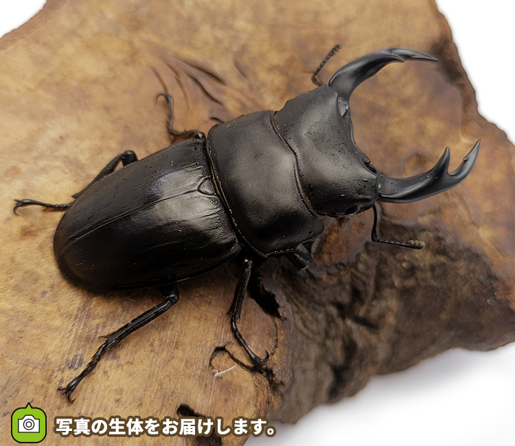 国産オオクワガタ　福島県伊南村産　販売　通販　専門店　購入