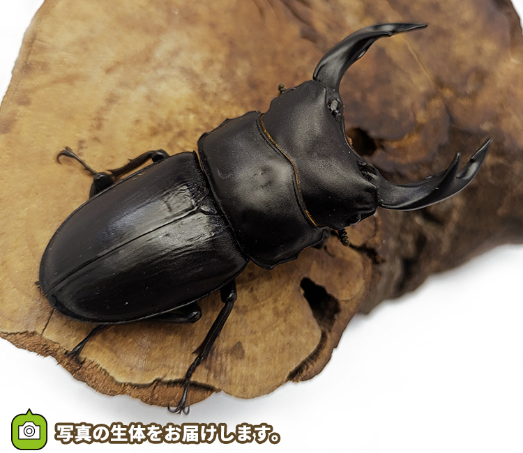 国産オオクワガタ　福島県伊南村産　販売　通販　専門店　購入