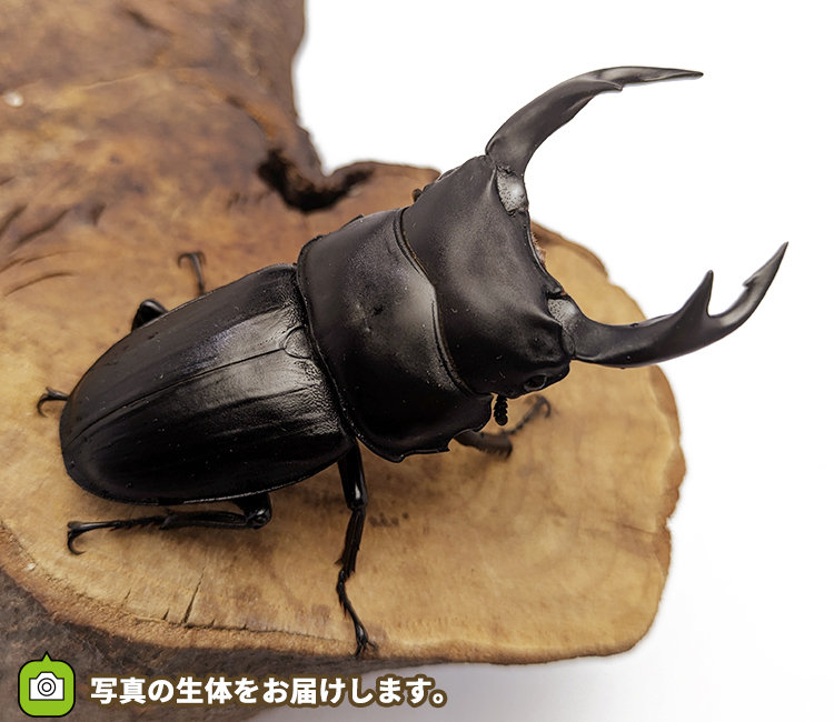 国産オオクワガタ　福島県伊南村産　販売　通販　専門店　購入