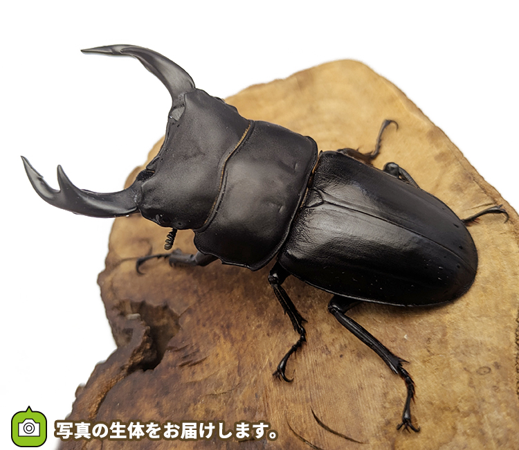 国産オオクワガタ　福島県伊南村産　販売　通販　専門店　購入